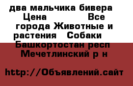 два мальчика бивера › Цена ­ 19 000 - Все города Животные и растения » Собаки   . Башкортостан респ.,Мечетлинский р-н